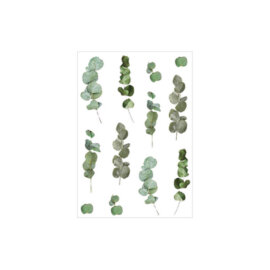 Kleebised, erinevad taimed ja lilled – Eukalüpt