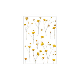 Kleebised, erinevad taimed ja lilled – Kipslill
