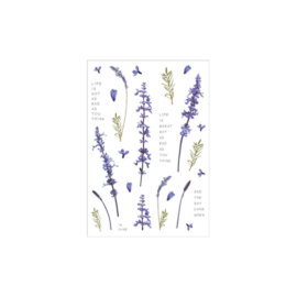 Kleebised, erinevad taimed ja lilled – Lavendel