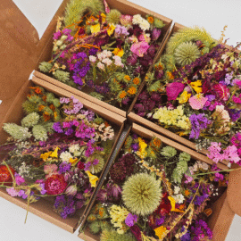 Estonian dried flowers and plants, MIX set
