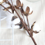 Puuvilla oks (cotton flower)