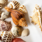 Exotic snails and clams