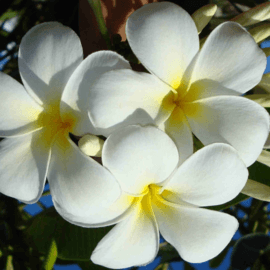 Küünlaaroom – Tahiti gardeenia (monoi)