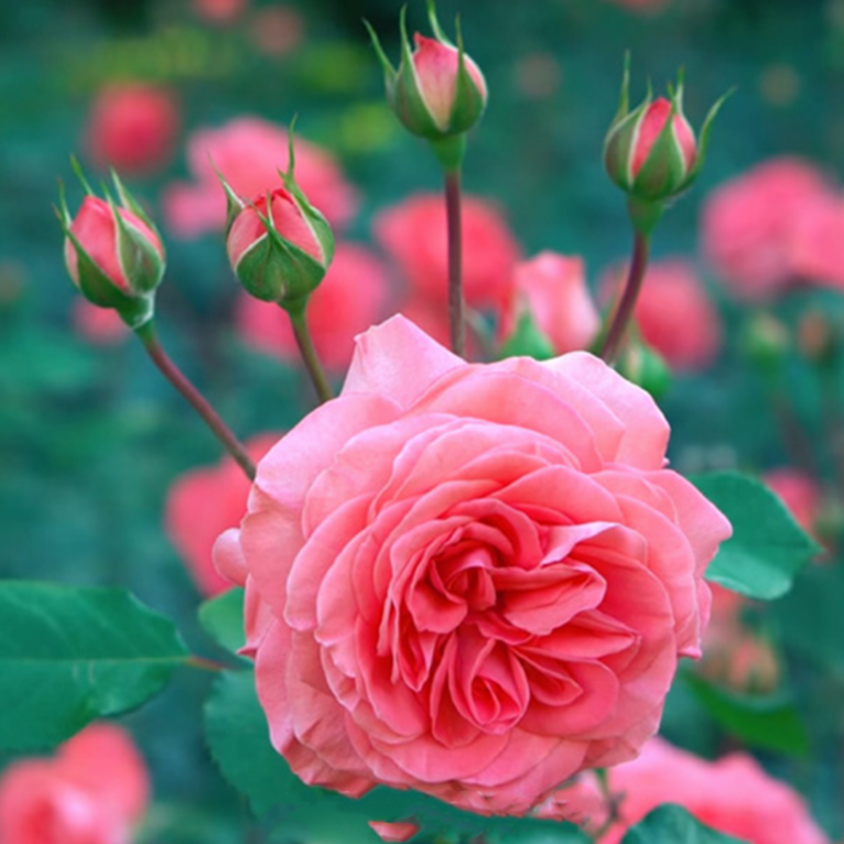 Küünlaaroom – Damaskuse roos