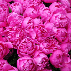 Universal aroma – freshly cut peony